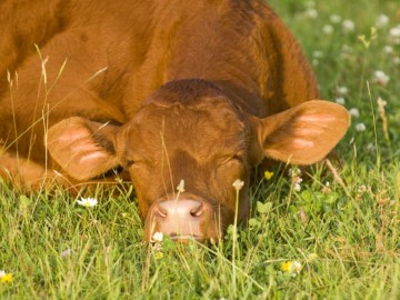 Curiosidades sobre cómo y cuánto duermen los animales