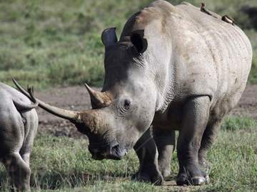 Muere un rinoceronte blanco, único ejemplar fuera de África, en un zoo de EEUU