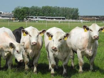 China abrirá el mayor centro de clonación de animales 