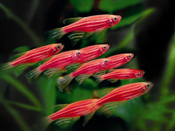 Peces cebra rosa