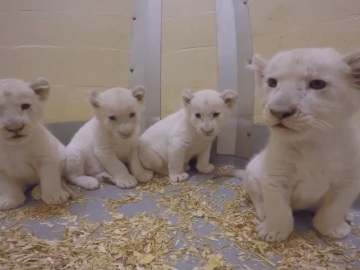 Cachorros de león blanco del zoo de Toronto