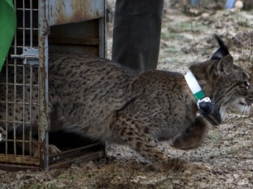 Hallan el cadaver de 'Floreal', el lince trasladado a Doñana para mejorar la genética