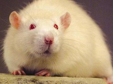 ¿Cuántos animales, utilizados para experimentos, se recuperan?