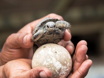 Nacen tortugas en las islas Galápagos después de 100 años