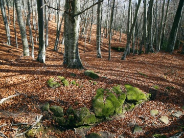 'BigTrees4Life', una iniciativa para conservar árboles singulares 