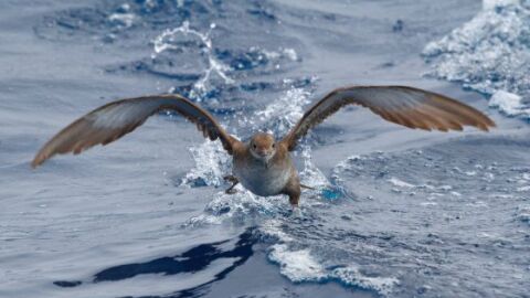 Desarrollan tecnología móvil para seguir los patrones de vuelo de aves marinas Desarrollan tecnología móvil para seguir los patrones de vuelo de aves marinas