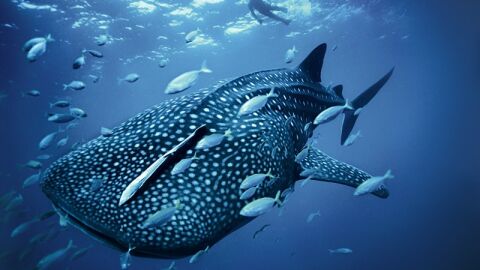 Las 10 especies marinas que podrían extinguirse en 2016 Las 10 especies marinas que podrían extinguirse en 2016