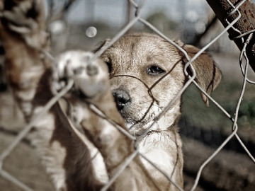 Imagen de un perro tras una valla