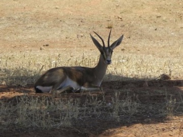 Marruecos reintroduce 120 gacelas a su hábitat natural