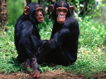 Amistad entre chimpancés