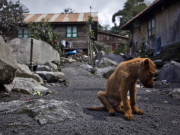 Las personas con problemas económicos se ven en la obligación de dejar a sus mascotas en refugios