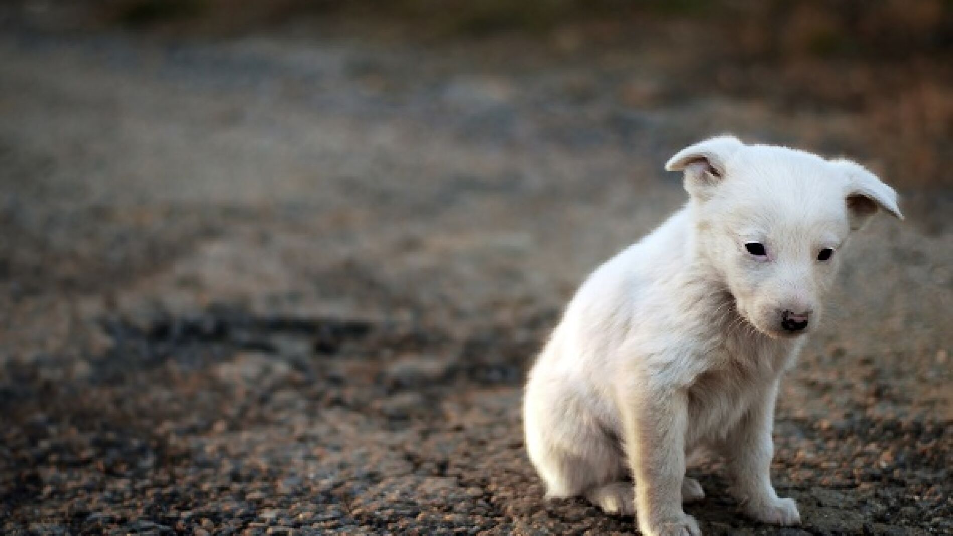 La tasa de abandono de animales se dispara hasta el 40% en Semana Santa ...