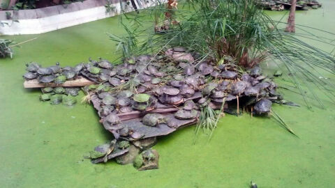 Tortugas en el estanque de la estaci&oacute;n de Atocha