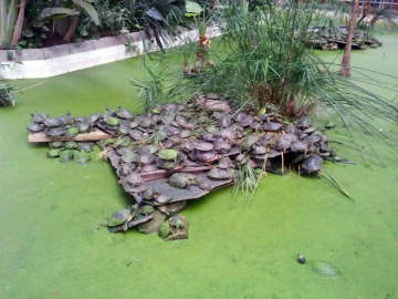 Tortugas en el estanque de la estación de Atocha