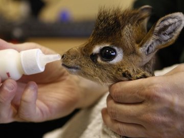 El zoo de Barcelona denunciado por sacrificar animales recién nacidos 