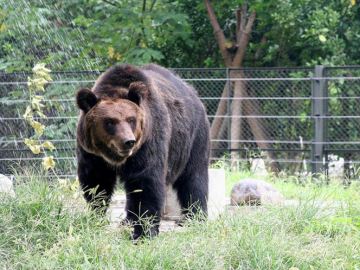 Un oso es liberado tras llevar un chaleco de tortura para extraer su bilis 