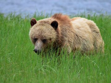 El Bosque del Gran Oso de Canadá será un espacio protegido 