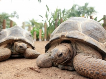 Tortuga Aldabra 