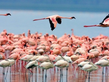 Los flamencos se maquillan para impresionar a sus parejas