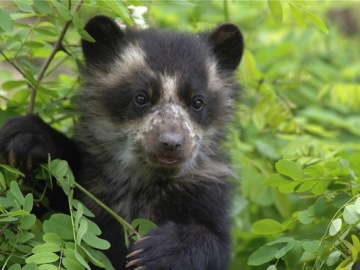 Los Parques Naturales Nacionales de Colombia promueven una campaña para proteger a los osos 