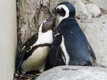 El pingüino africano, un animal en peligro de extinción 