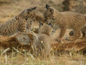 Tres cachorros de lince recién nacidos