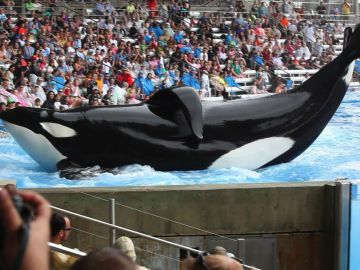 La orca Tilikum de 'Blackfish' en estado crítico 