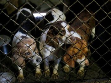 300 perros rescatados de un criadero