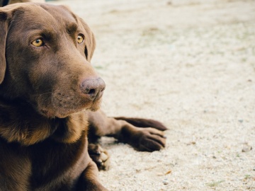 Un perro en la playa 