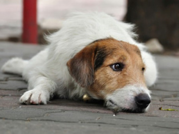 Perro abandonado