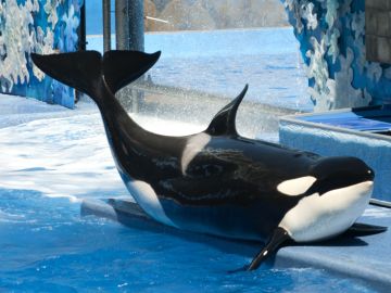 SeaWorld pone fin al programa de reproducción de orcas en cautividad