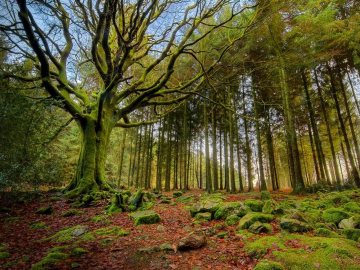 El bosque mágico de Broceliande, Bretaña