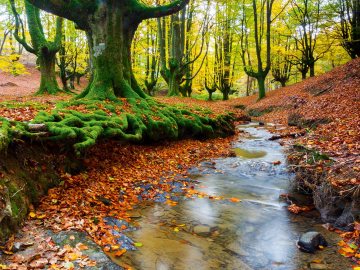 Parque Natural de Gorbeia, País Vasco