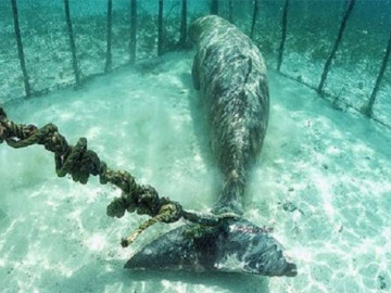 Encuentran dos dugongos que un pescador había enjaulado bajo el mar 