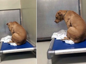 March, el perro que se deprimió por no ser adoptado