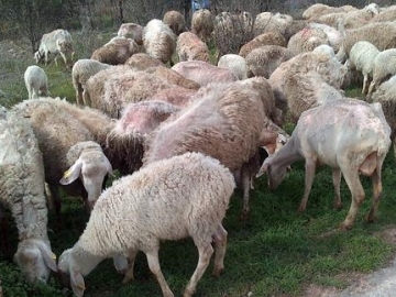 Las ovejas, desnutridas y enfermas tras el abandono.