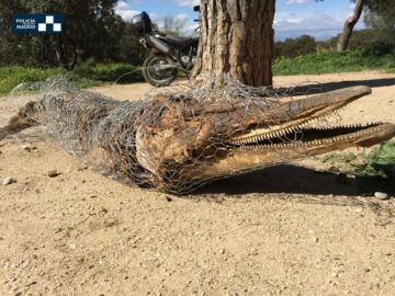 La Policía de Madrid encuentra el cadáver de un posible delfín en Casa de Campo