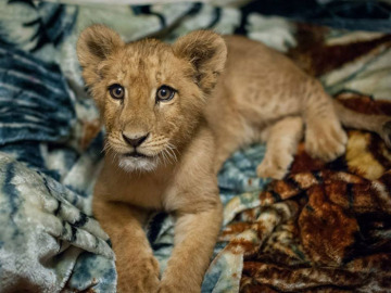 Lambert, el león rescatado 