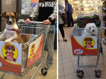 Un supermercado adapta sus carros para que los perros puedan acompañar a sus dueños a hacer la compra 