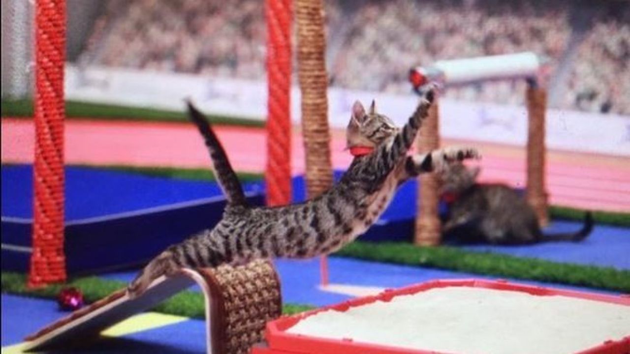 Llegan los Juegos Olímpicos para gatos, una iniciativa para fomentar la ...
