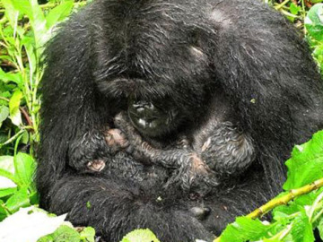 Llegan al mundo un par de gemelos de gorilas 