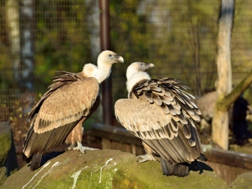 Pareja de buitres Pareja de buitres