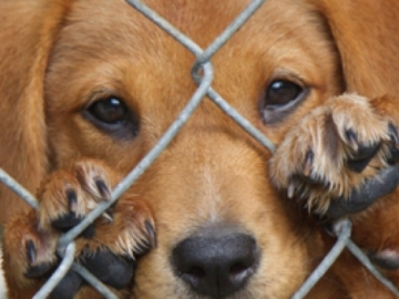 Un perro abandonado