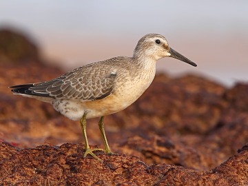 El deshielo del Ártico amenaza la supervivencia de una especie de aves