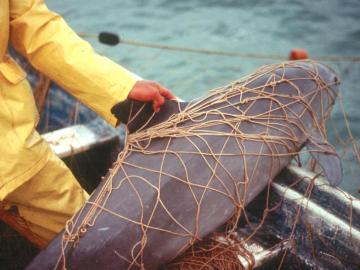 Una vaquita marina atrapada en las redes de pesca