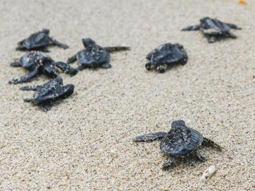 La tortuga del mediterráneo, amenazada por la construcción y los pesqueros