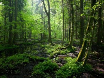 Bosques Bialowieza, Polonia 