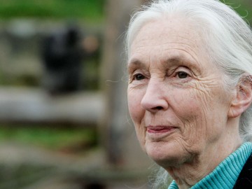 Jane Goodall