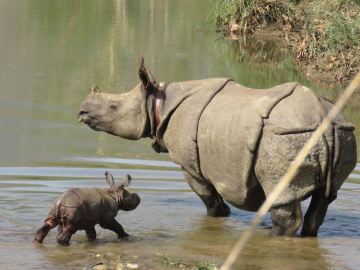 El rinoceronte recién nacido con su madre