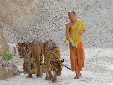 Descubren 40 crías muertas de tigre en un templo de Tailandia